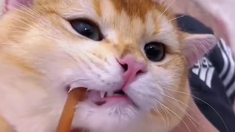 Dont you brush your cats teeth#fyp #foryou #top #cat #catsoftiktok #asmr #pet