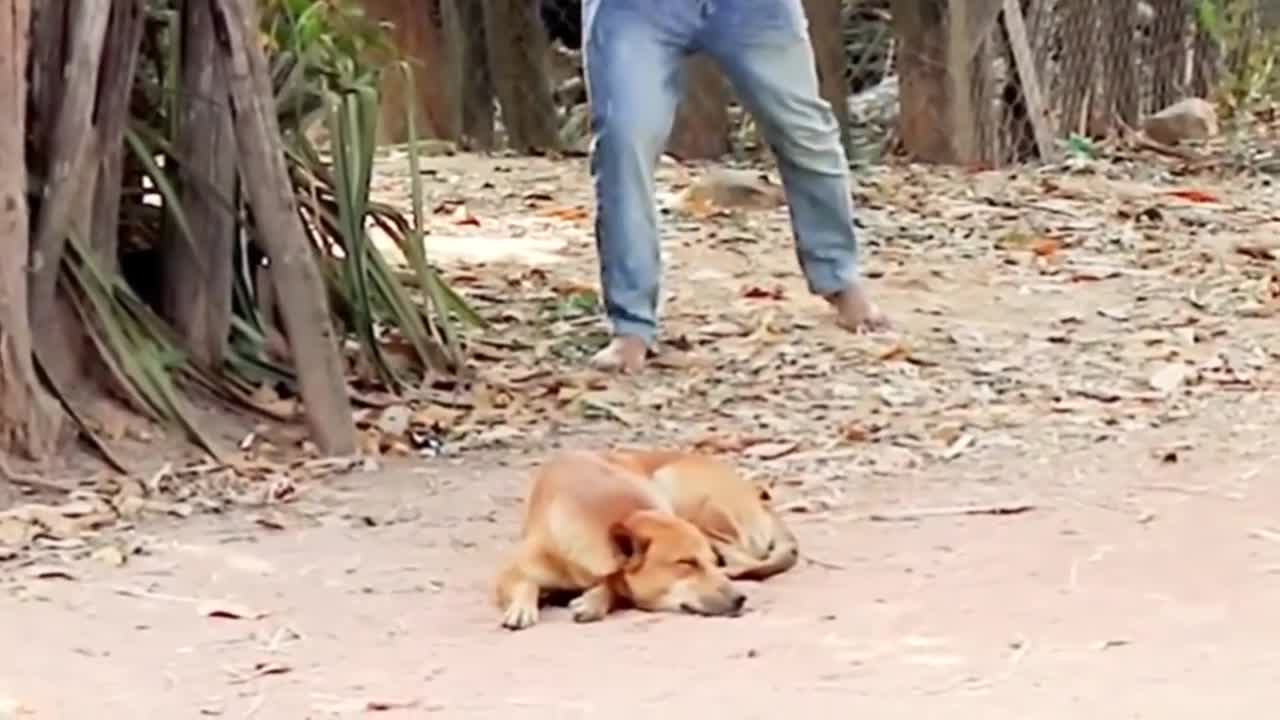 Try Not To Laugh: The Funniest Dog Video Ever