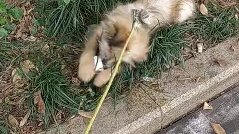 happy puppy