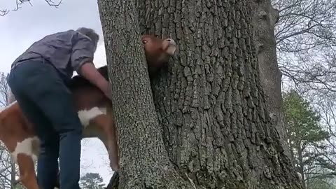 Man helps cow stuck between trees