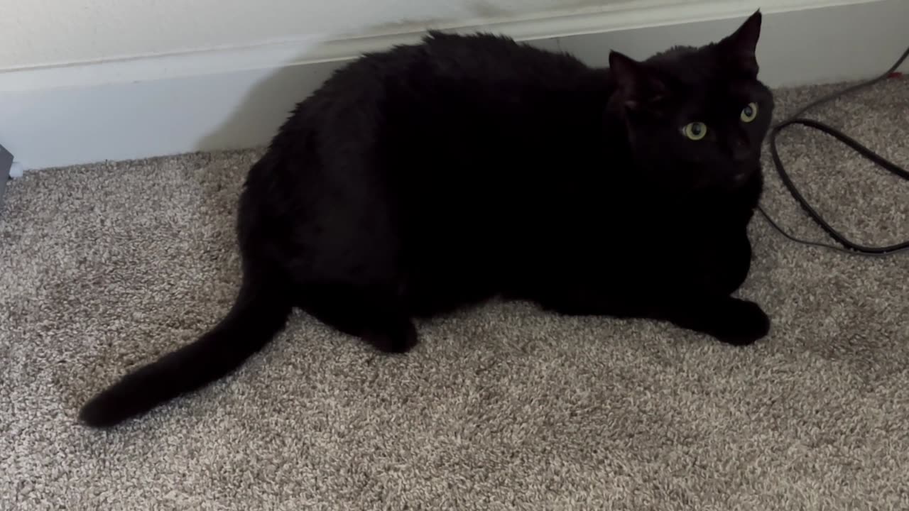 Cute Precious Piper Burns Calories with Her Tail - Adopting a Cat from a Shelter Vlog