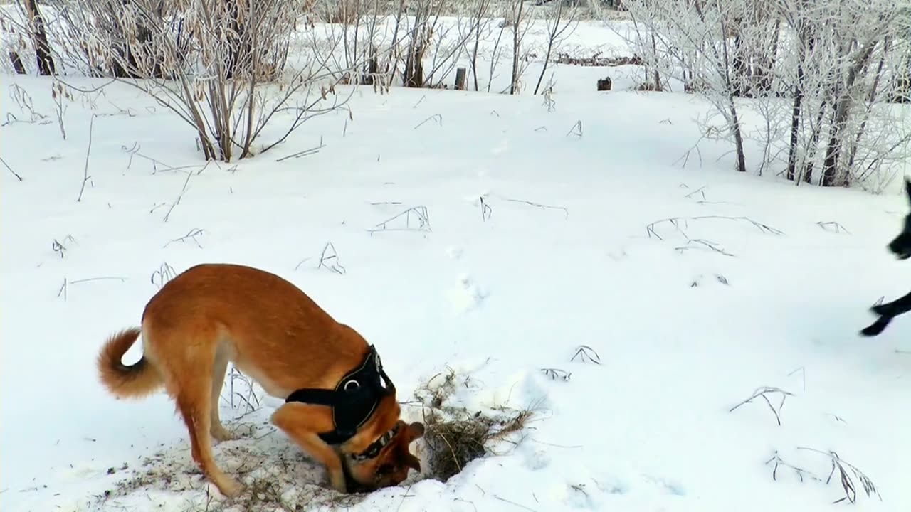 Adorable Dogs