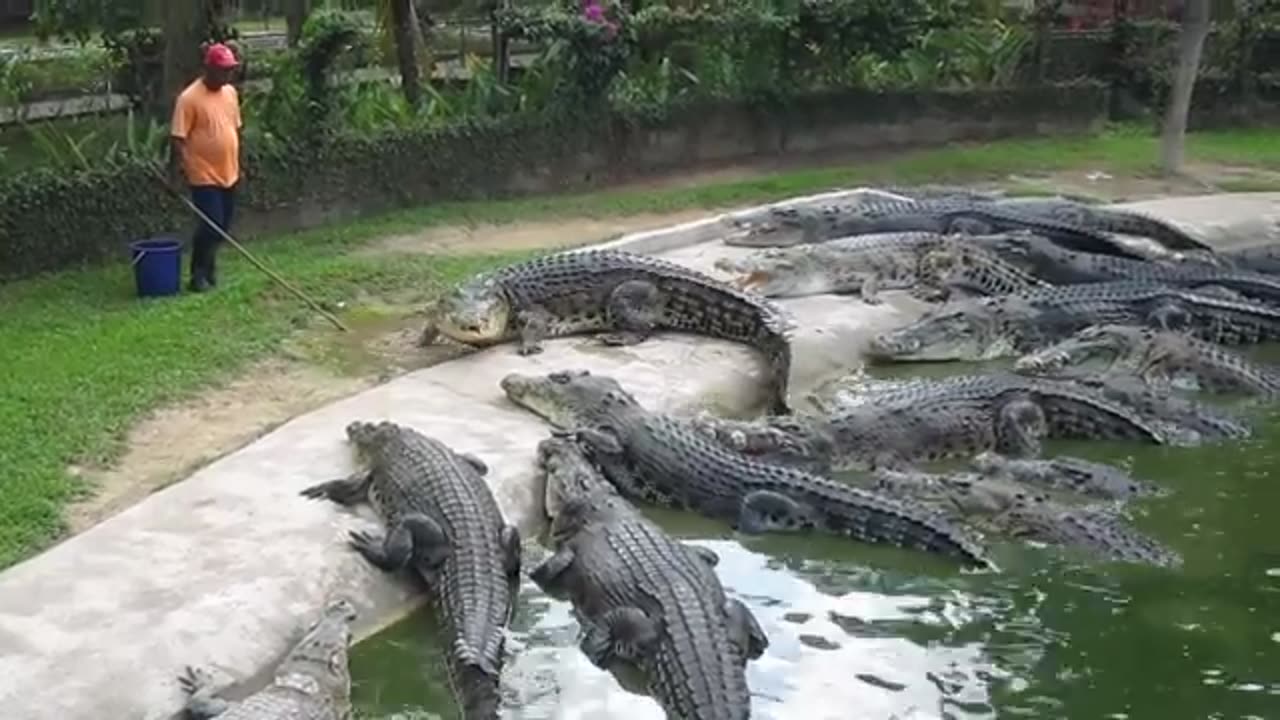 Crocodile Feeding at Langkawi Crocodile Farm