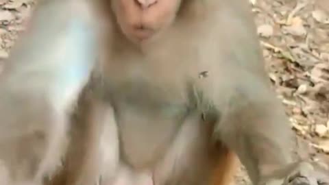 funny monkey Funny Animals Videos