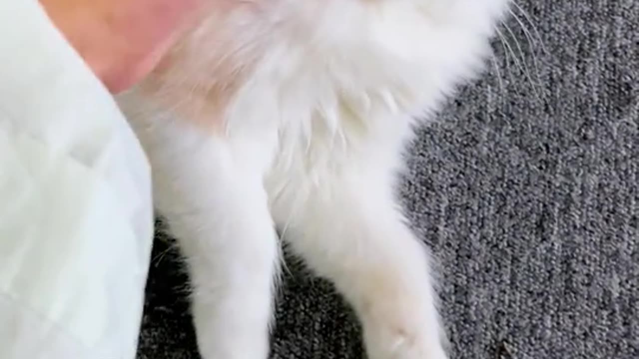 Do you want to take taro round backHome # of pet into essence