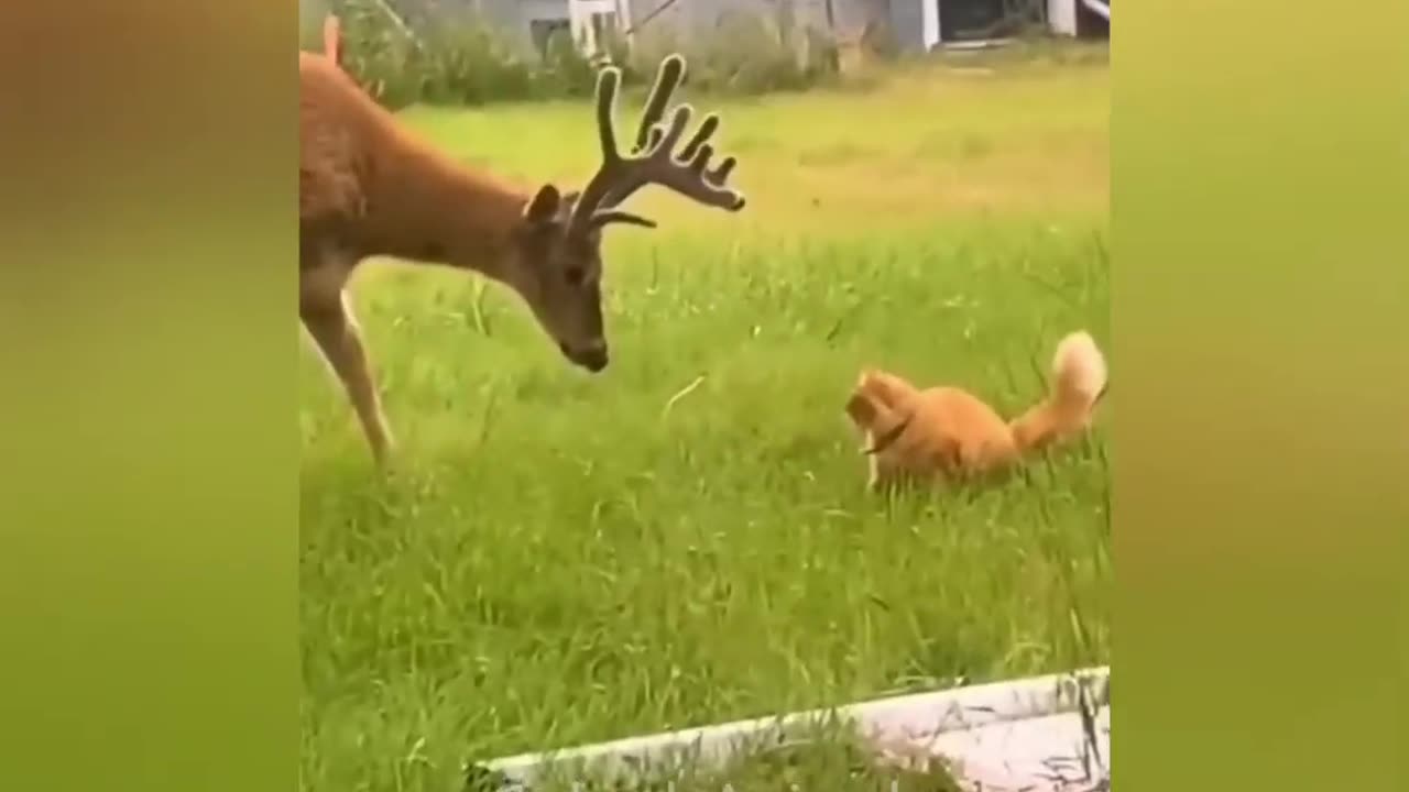 Funniest Animals 2023 -- _ Funny Cats And Dogs ---- _ Funny Cat Videos _ 12 _ Cutest Animals