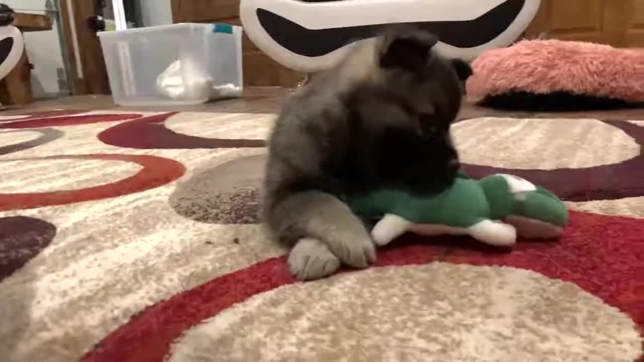 Best Bowtie Pomsky Love - Opal 1st Generation Pomsky Playing With Alligator