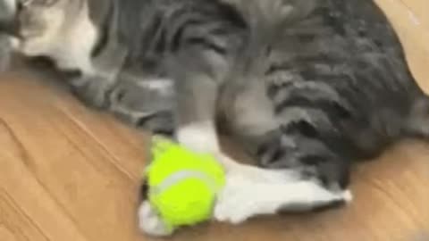 Cute Cat Gif