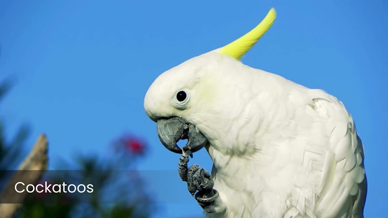 Feathered Beauties The Most Stunning Birds Around the World