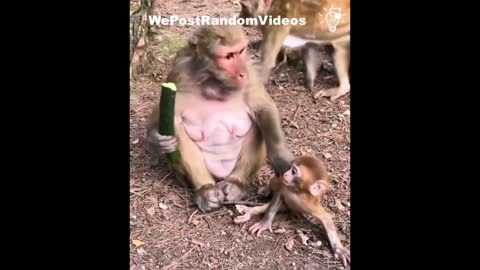 Baby Monkey and Mama😂😂😂!So cute and Funny