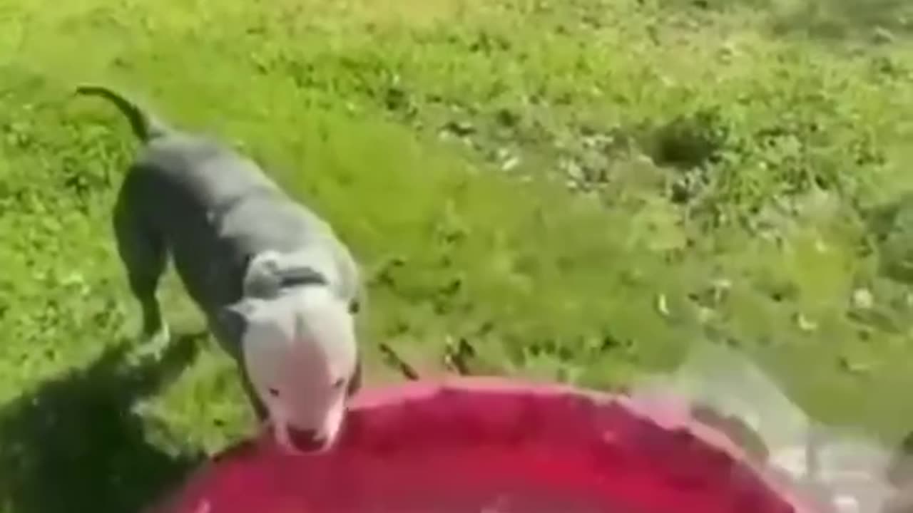 funny tha best animals