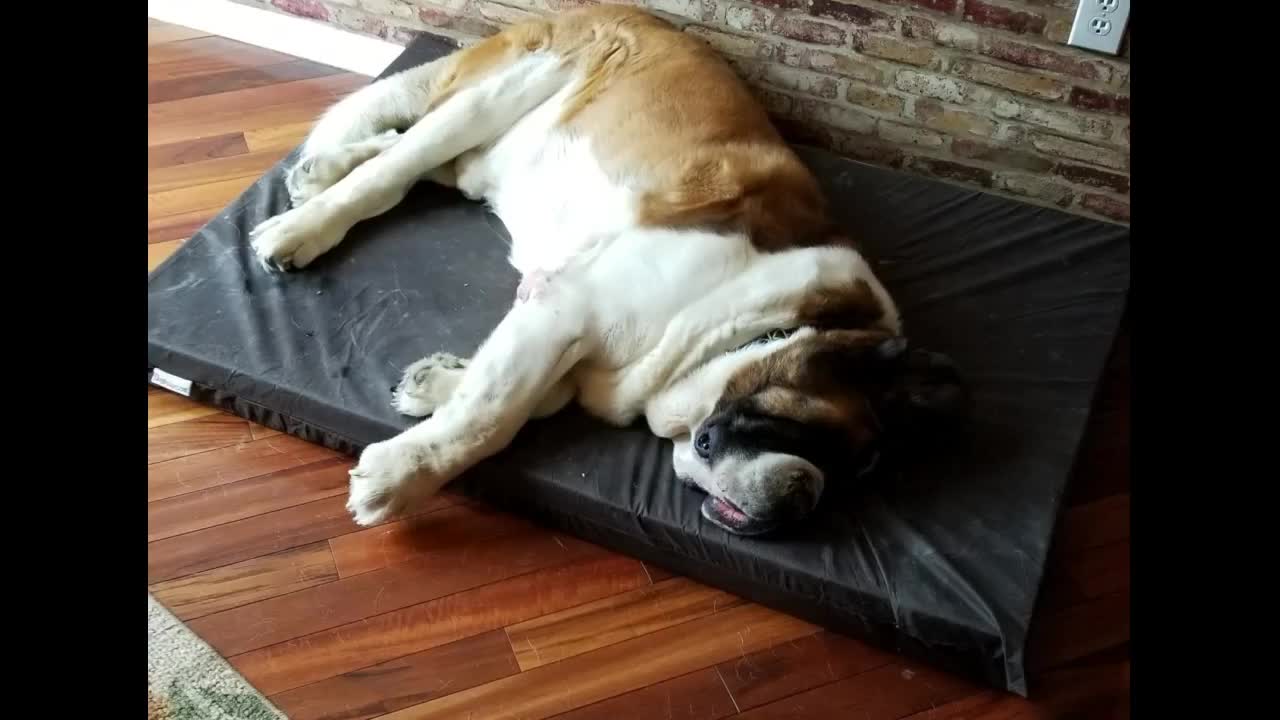 Dogbed4less Ultimate Memory Foam Dog Bed, Orthopedic Pain Relief for Small Medium to Extra Larg...