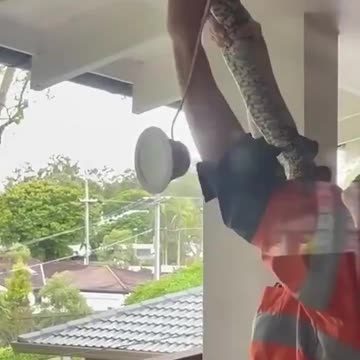 They heard some noise in the ceiling…