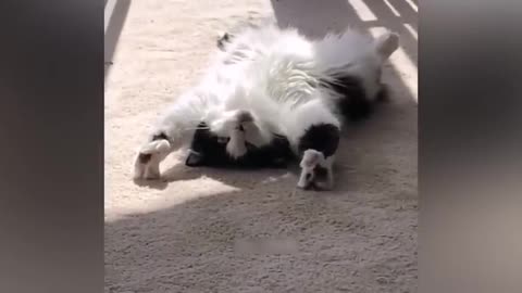 Funny Animal Videos 2023 Funniest Cats And Dogs