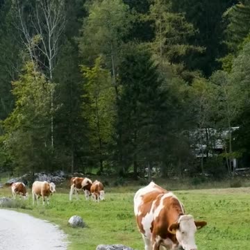 COWS IN THE FARM. / Anelyn M. #youtubeshorts #shortvideo #shorts