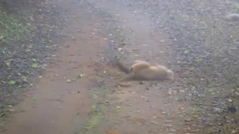 10 unbelievable mink attacks