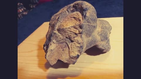 Is This object the Petrified Hand of a Prehistoric Human?