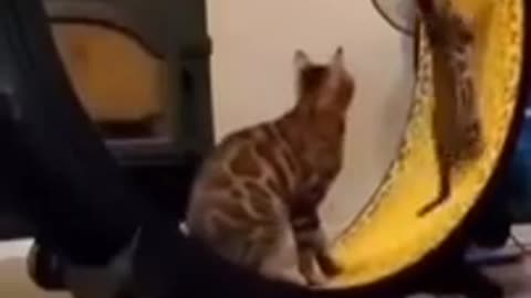 So Cute Cat Funny Video