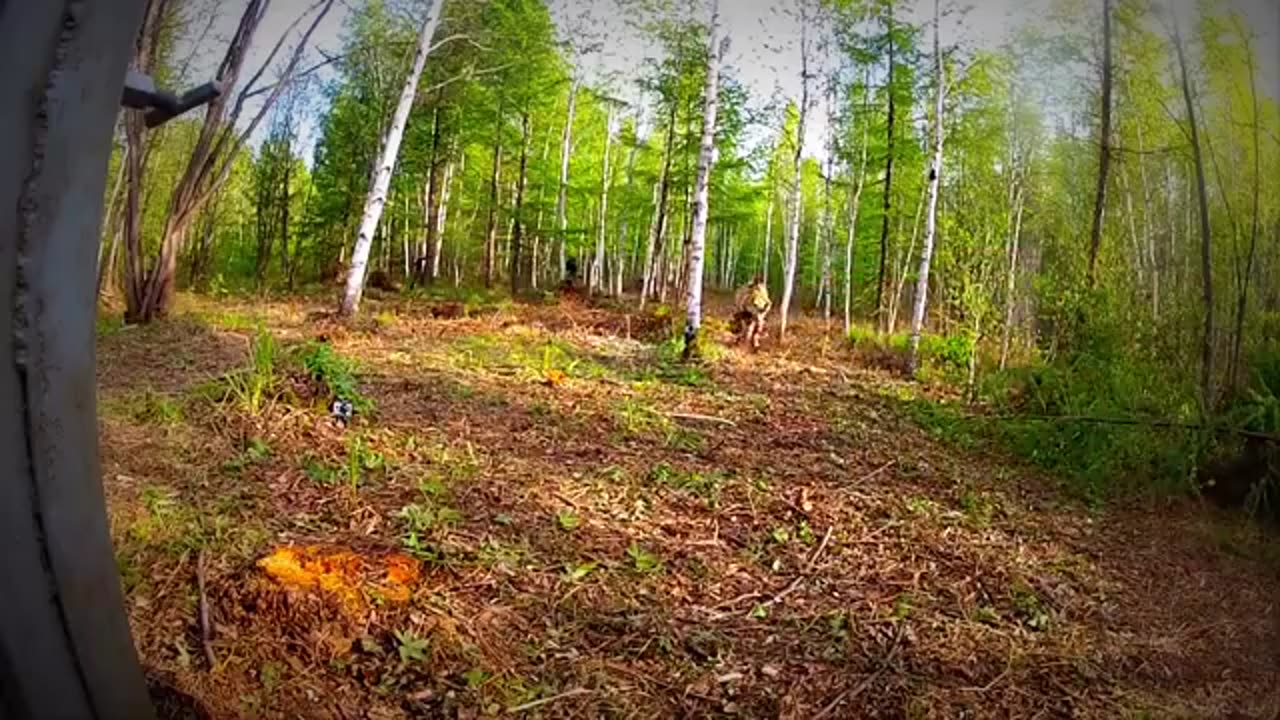 Extremely Rare - Four Siberian Tigers Released Into The Wild