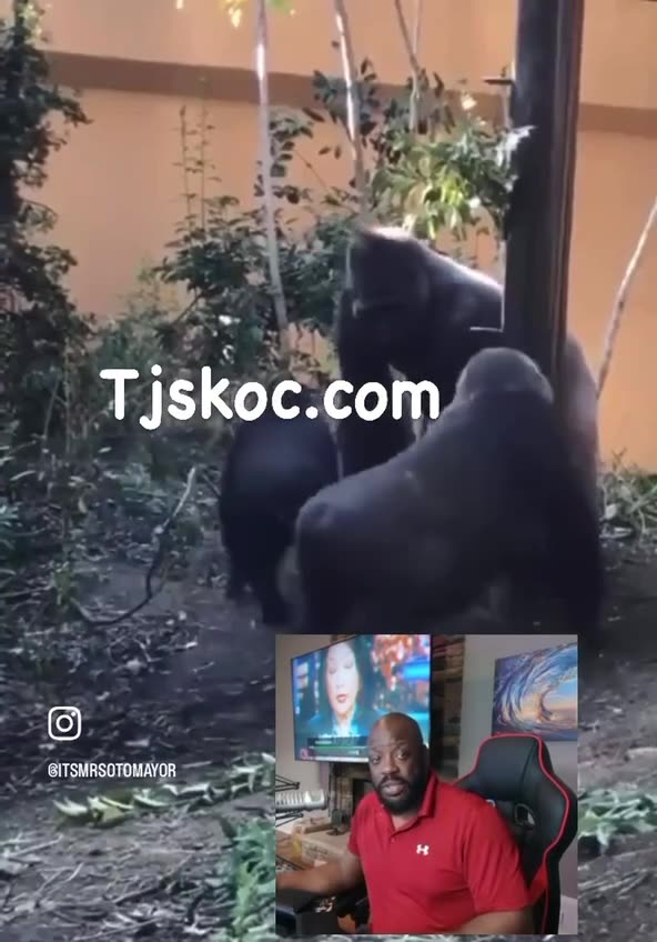 Video Of Lizzo Proves That Saying Lizzo And Monkey In The Same Sentence Isn't Racist, Its Accurate!