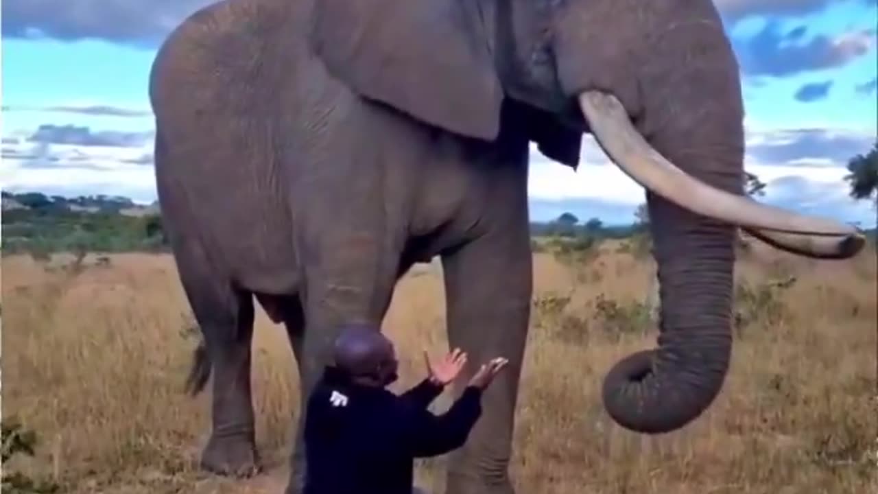 Elephant pretends to eat this guys hat