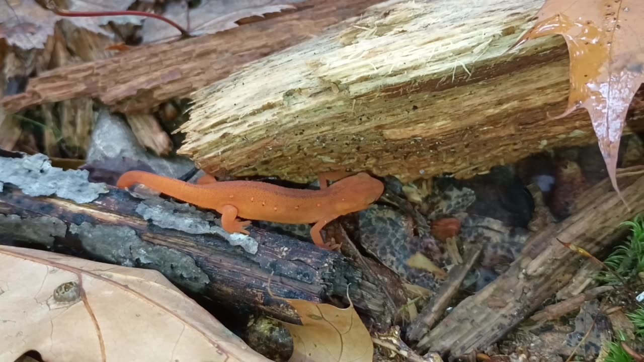 Eastern Newt