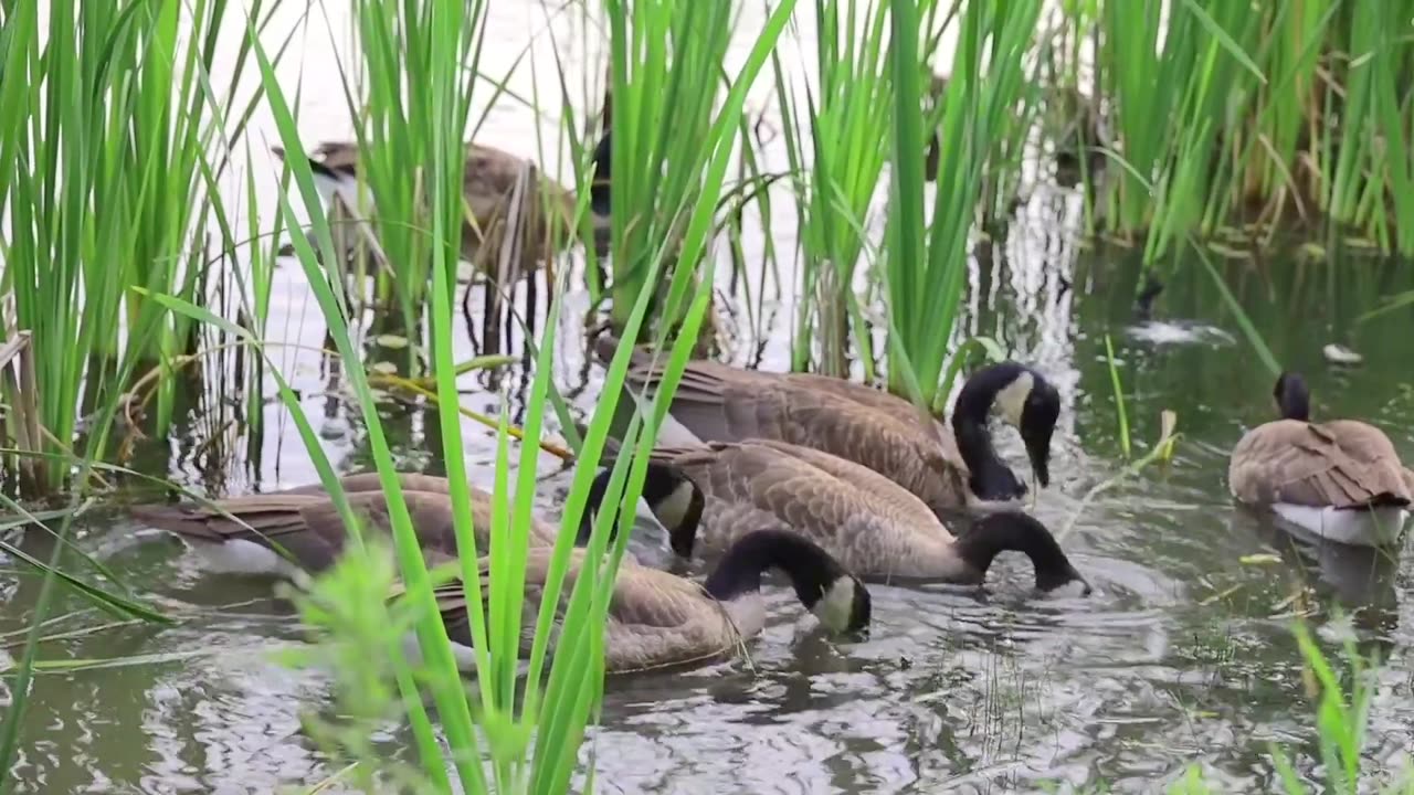 duck swim