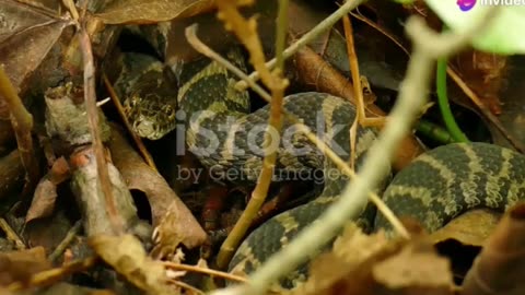 The Secret Life of the Asian Vinesnake Unveiled