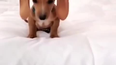 🙏❤️🎉🎉🎉🎊🎊🎊️SWEET AND FUNNY PETS SHOTS 🙏❤️❤️🎉🎉🎉🎊🎊🎊
