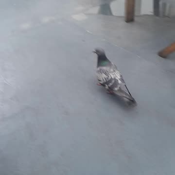 Hello America from this little bird 🐦