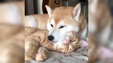 Funny Cat Videos