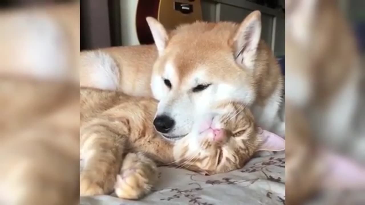 Funny Cat Videos