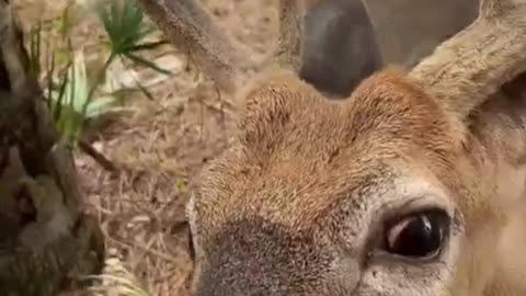 Deer Identifies As A Dog! Too Funny!