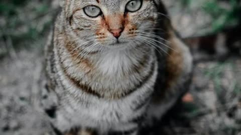 Cute moments 🐱 cute and funny about cats #shorts