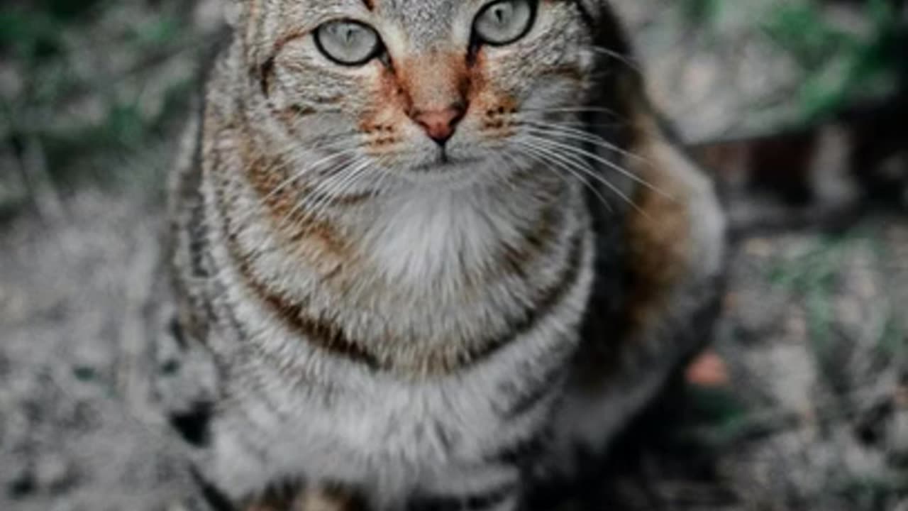 Cute moments 🐱 cute and funny about cats #shorts