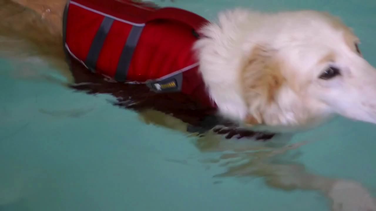 Funny Puppy knows how to swim well in a pool