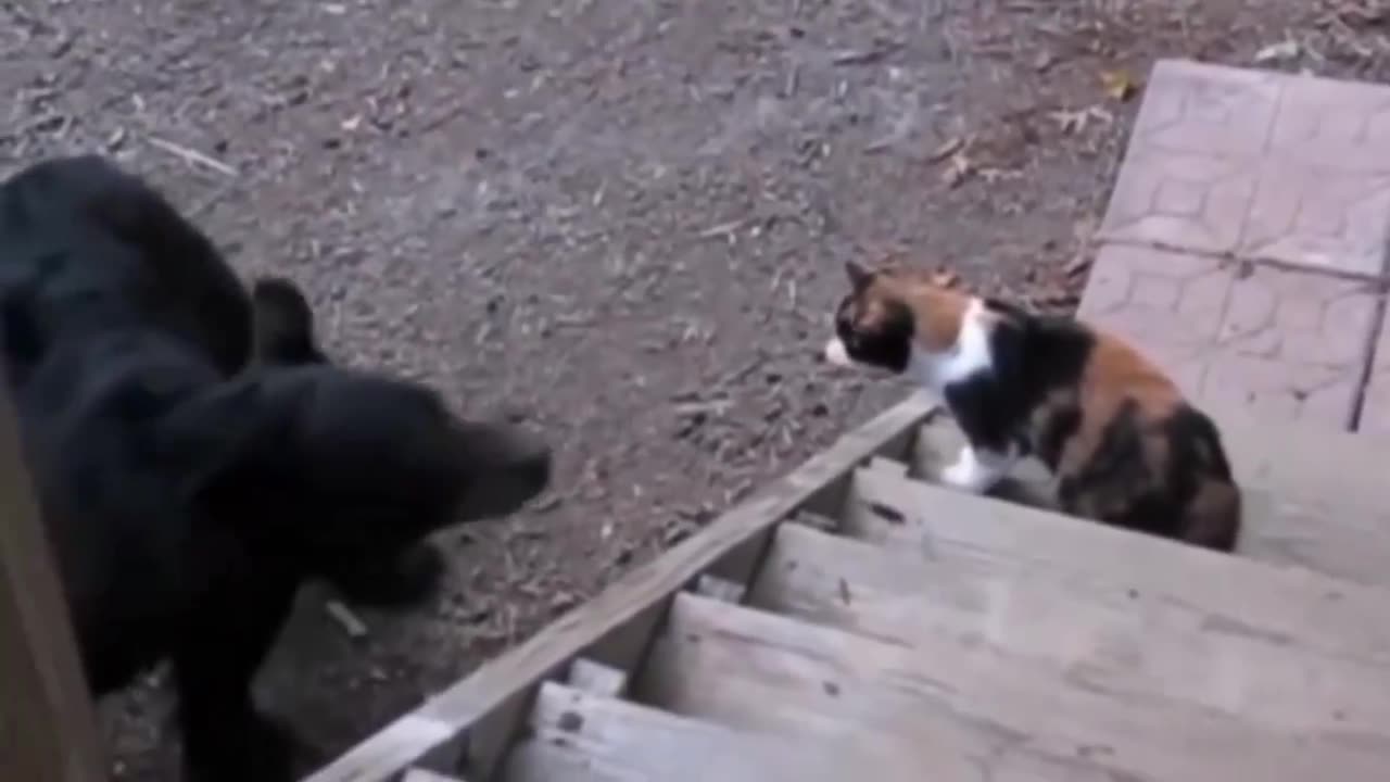 Cats are on another level..