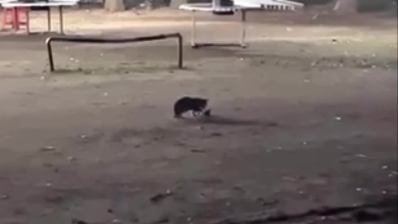 Predator tracing the steps of its prey 🤣