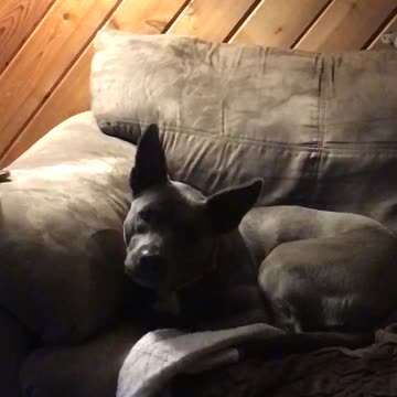 Dog’s head tilt though