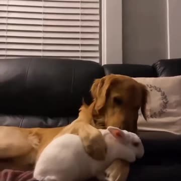 Puppy and rabbit being together