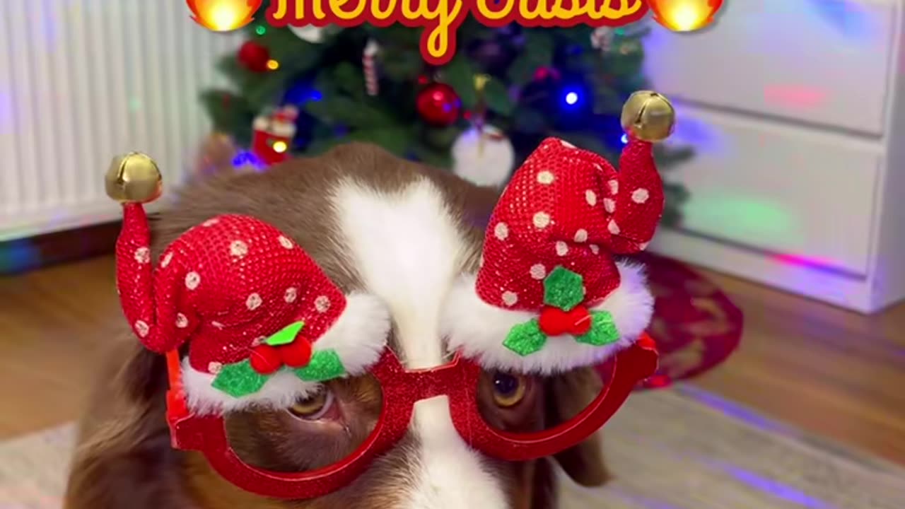 Merry crisis everyone 😂🎄