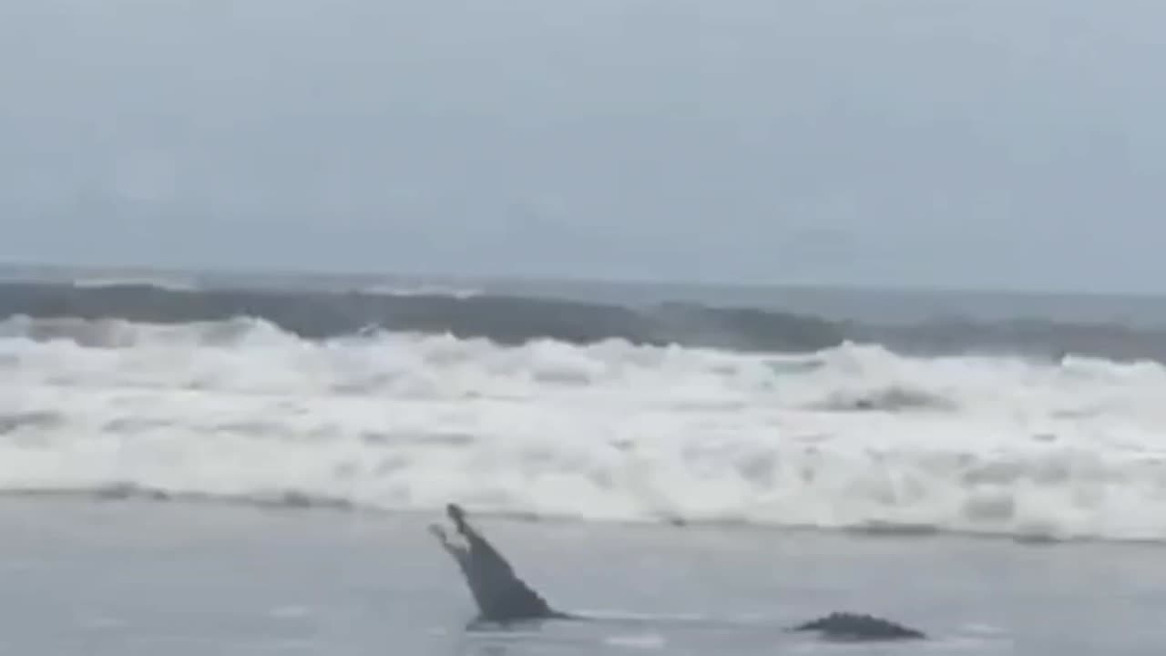 alligator visits the beach 🏖️🐊