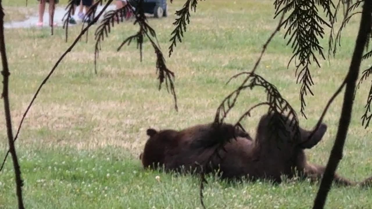 Kids Laugh at Bear Scratching Its Belly