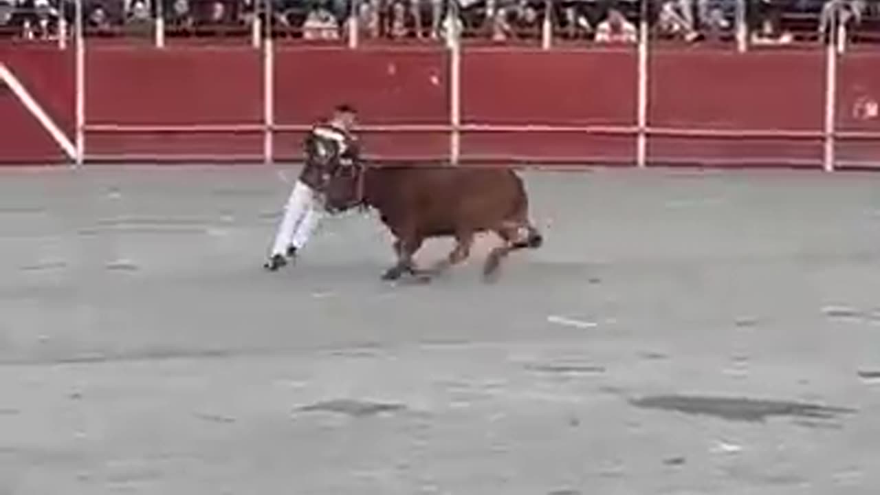 Funny cow video