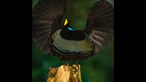 Rifle the dancing bird :Male bird dances to impress female.
