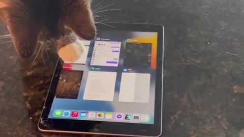 iPad Cat