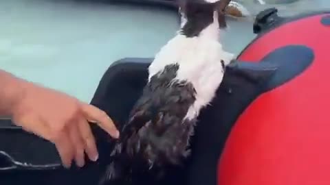 Kind man saved a poor cat stranded in flash floods which hit Dubai