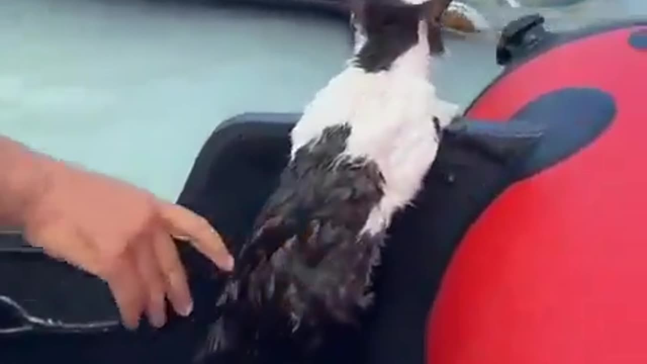 Kind man saved a poor cat stranded in flash floods which hit Dubai