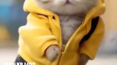 Cute little cat dance 😻 #cat #shorts #viralshorts #shortsfeed