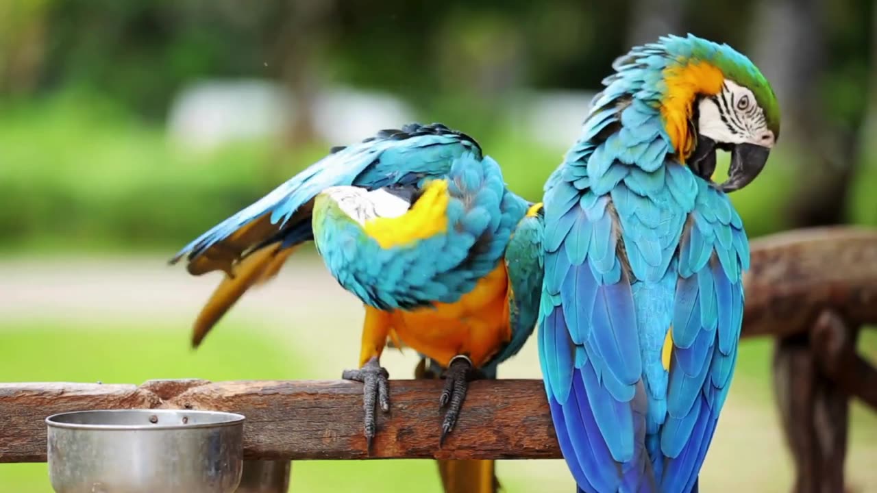 Feathered Beauties The Most Stunning Birds Around the World